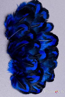 Faisan vénéré - 2-4 cm - bleu nuit